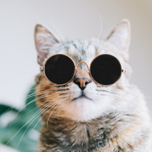 Crazy Cats